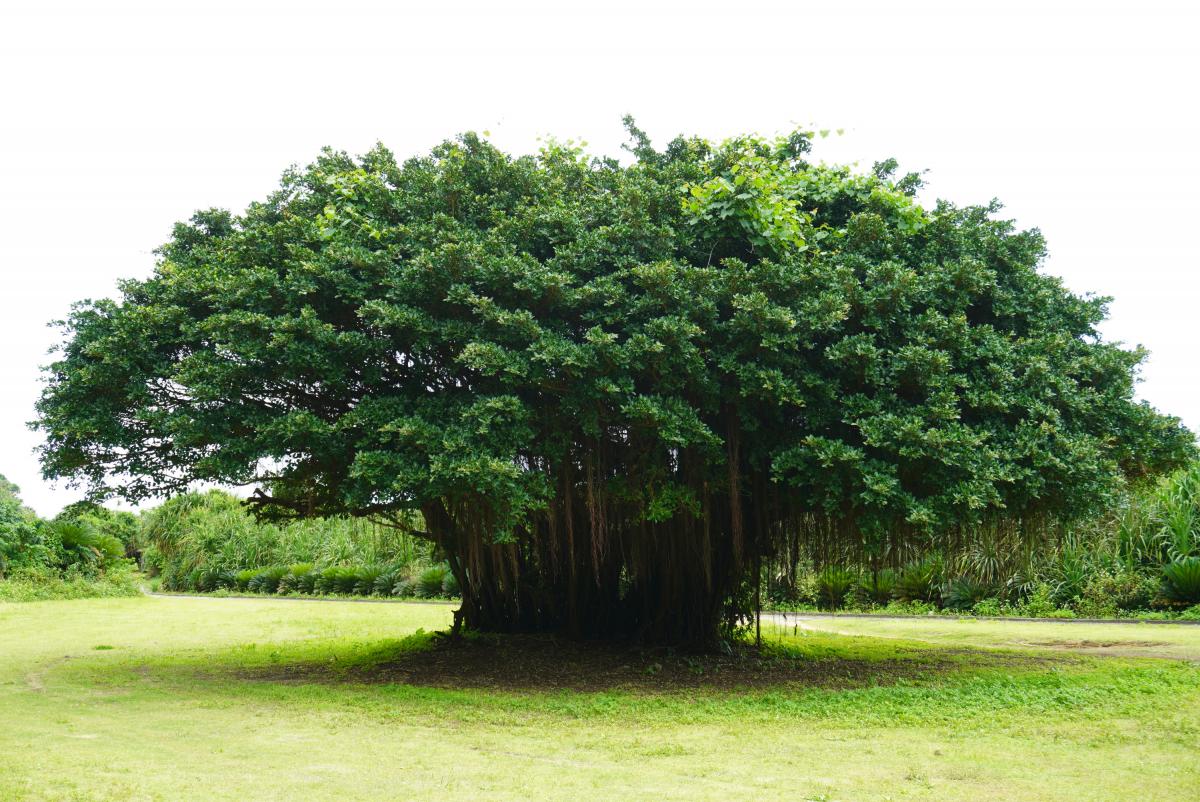 広い芝生の真ん中に、多くの気根が垂れ下がり、まるで複数の幹が集まったかのように見える、大きく丸い濃緑色の樹冠を持つガジュマルの木が立つ、全身写真