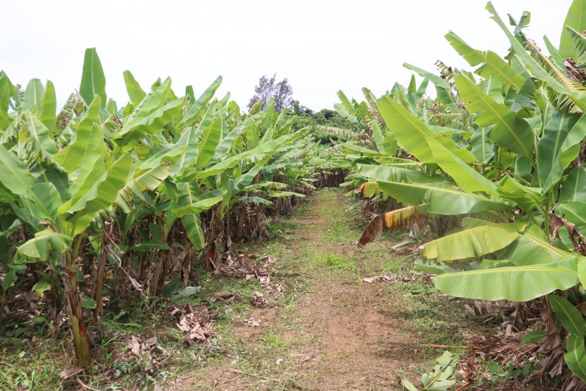 両側にバナナの木の大きな葉に似ている糸芭蕉が密に茂り、その間に土の小道がまっすぐ伸びている写真
