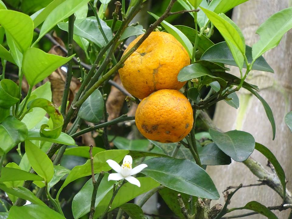 緑色の葉が茂る柑橘の木に、オレンジ色の実が大小二つと、その下に小さな白い花が一輪咲いている写真