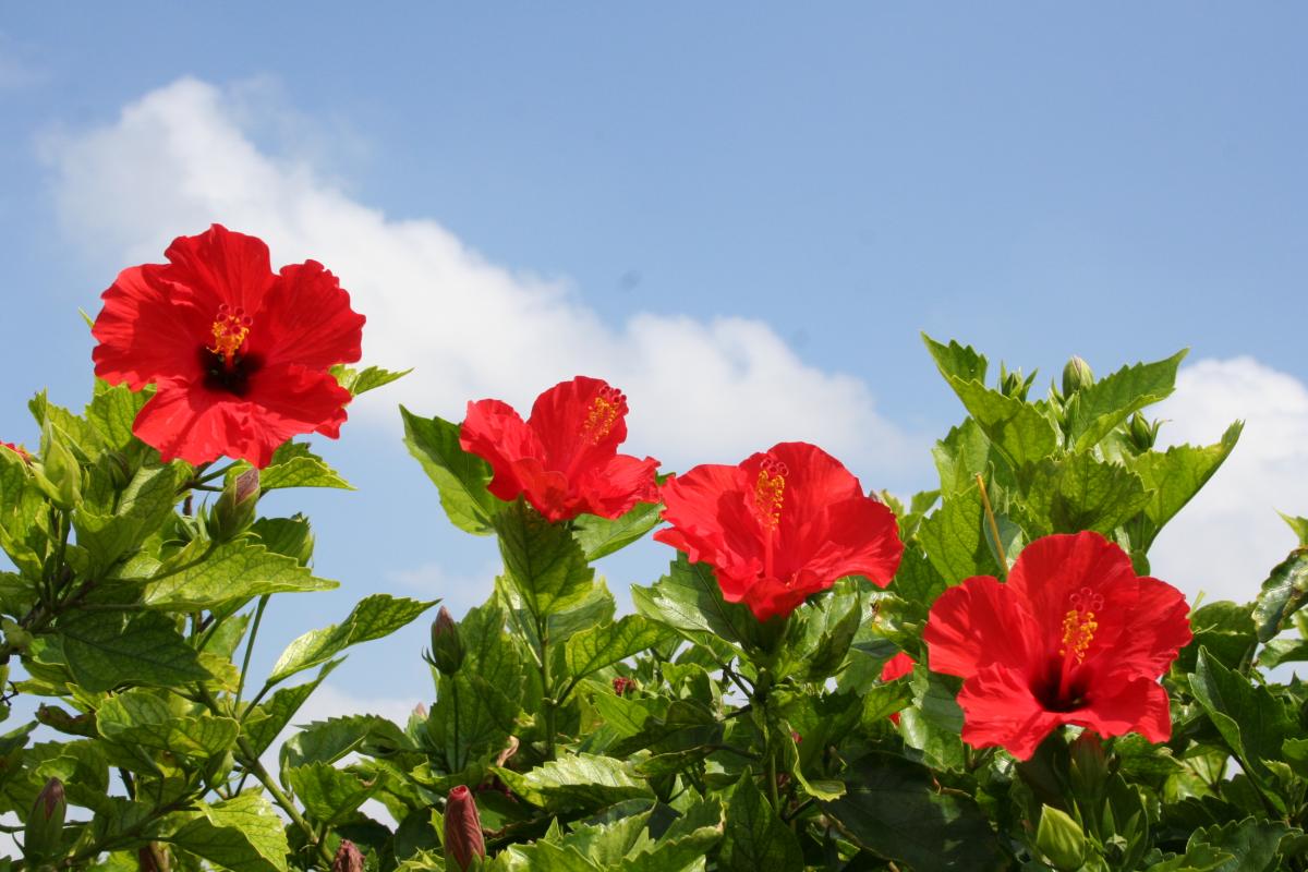 鮮やかな赤いハイビスカスの花が四輪、緑の葉に囲まれて上向きに咲き誇り、その背後には青空と白い雲が広がっているクローズアップの写真
