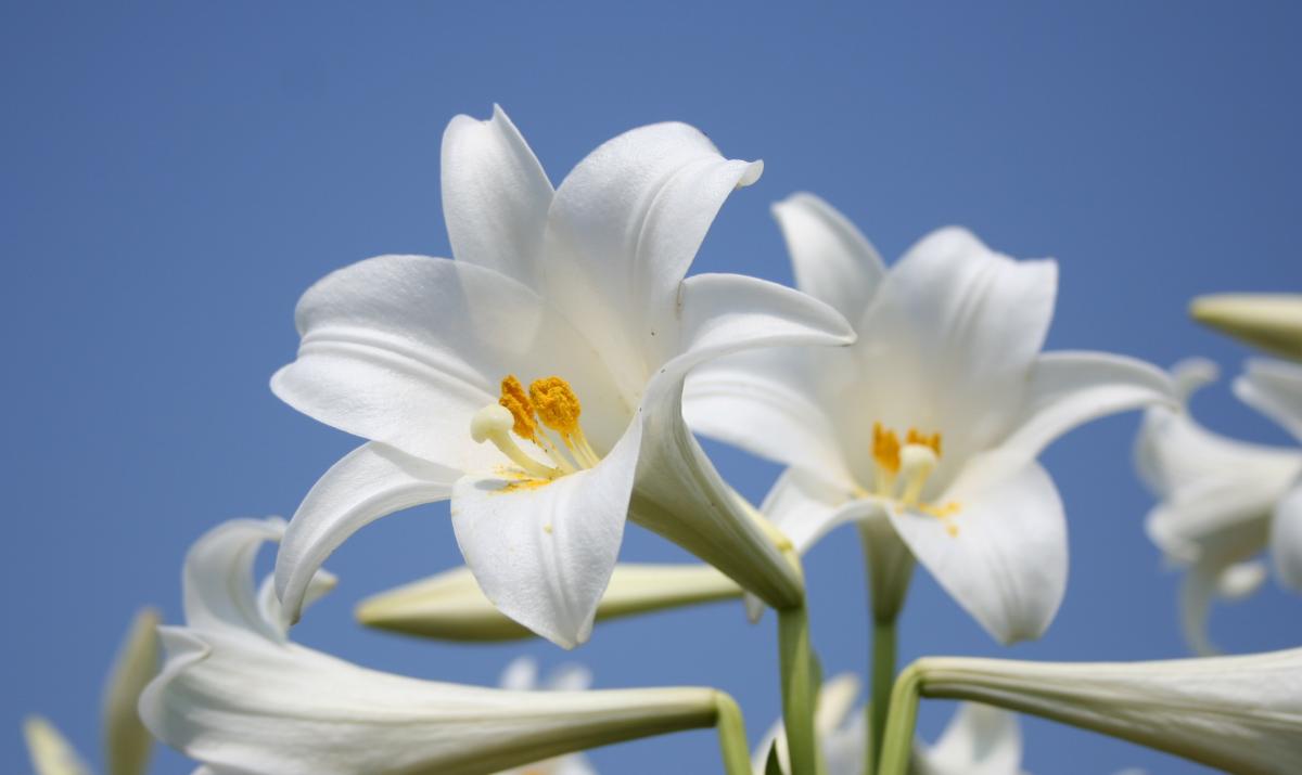 鮮やかな青空を背景にして、純白のテッポウユリが数輪咲き誇り、黄色い雄しべが際立つ清楚で美しいクローズアップの写真