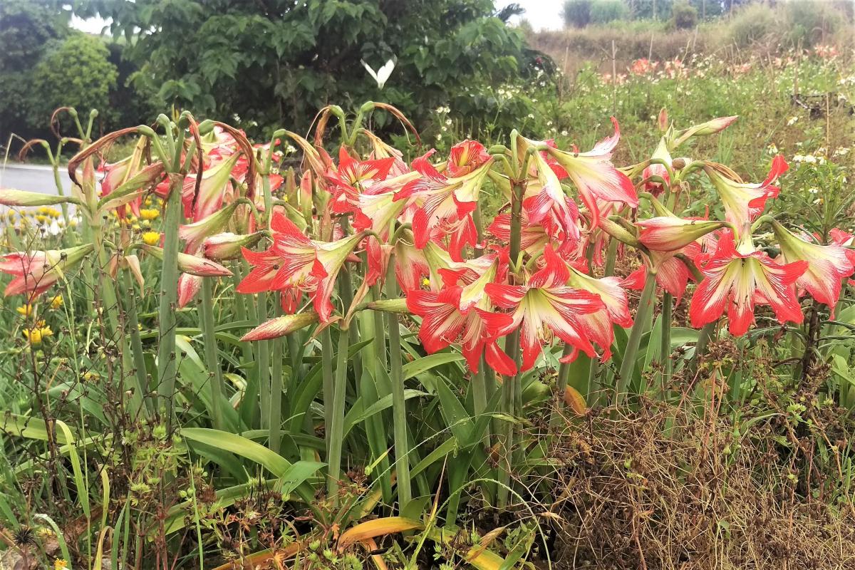 赤と白のストライプ模様が特徴的なアマリリスが、背の高い緑の茎を伸ばし群生して咲いている写真