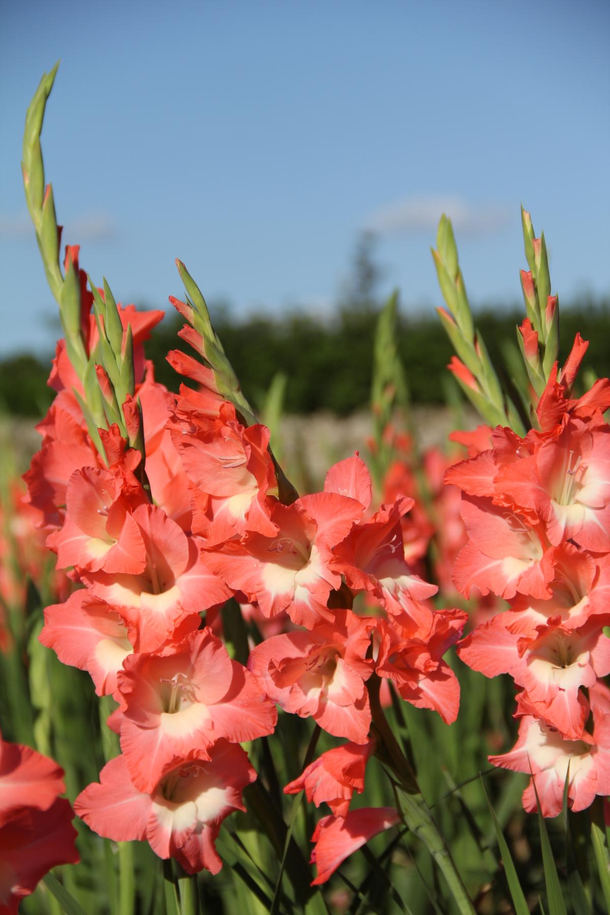 コーラルピンク色のグラジオラスの花が、白い縁取りと中心を持ちながら背の高い緑の茎に沿って何段にも咲き誇り、青空と野原を背景にしたクローズアップ写真