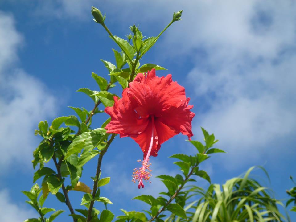 真っ赤なハイビスカスが一輪、青空と白い雲を背景に、緑の葉と蕾に囲まれて下向きに咲き、長く突き出た雄しべが特徴的なクローズアップの写真