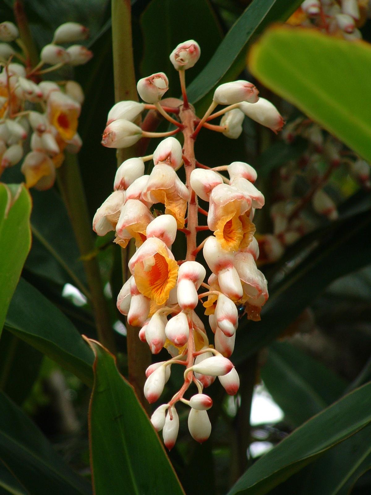 濃い緑色の葉を背景に、淡いオレンジと白のつぼみと開花した花が房状に垂れ下がって咲いているゲットウの写真