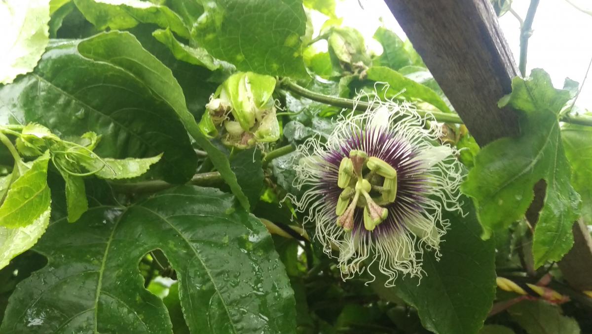 緑色の葉と太い木の枝に囲まれ、白く細い糸状の副冠、紫色の花糸、薄黄緑色の雄蕊と雌蕊が特徴的なトケイソウの花が上向きに咲いている写真