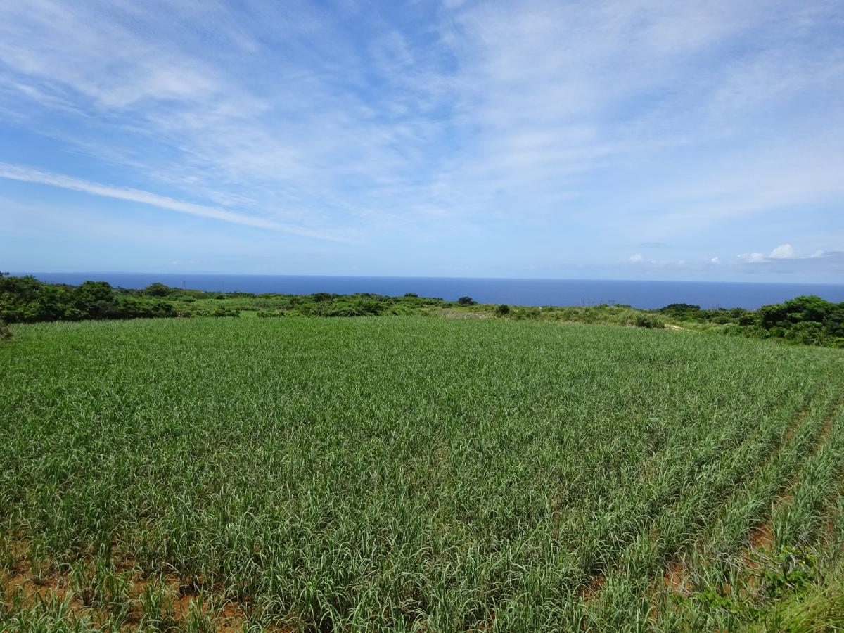 青い空と水平線が広がる海を背景に、一面に青々としたさとうきびが育つ広大な畑を捉えた写真