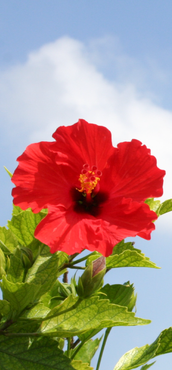青空を背景に、鮮やかな赤色のハイビスカスが大きな花をひとつ咲かせている写真（島巡り編のページへリンク）