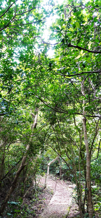 頭上を高く覆う青々とした木々の隙間から明るい光が差し込み、足元には落ち葉が散らばる細い舗装された遊歩道が森の奥へと続いている、静かな自然の中の散策路を写した写真（山 ・ 川編のページへリンク）