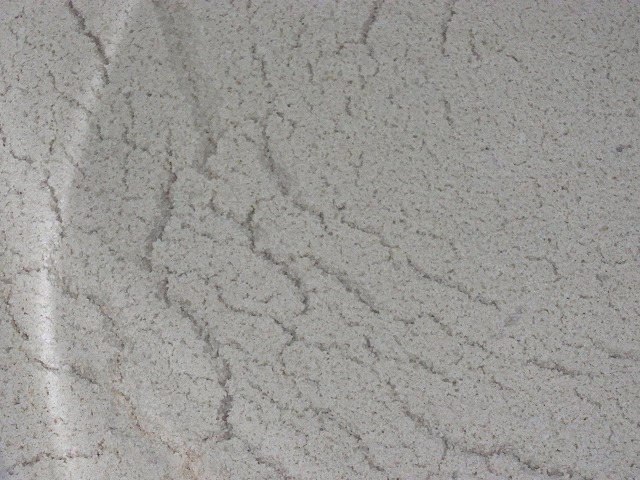 白っぽい細かい粒状のものが表面に広がっている酒母の写真